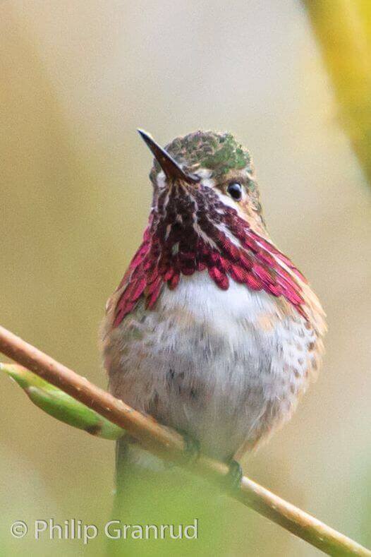 Philip Granrud photographs beauty in the Montana wild.
