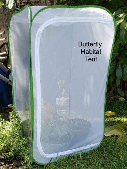 Butterfly tent helped a Florida couple launch the lives of 16 monarch butterflies