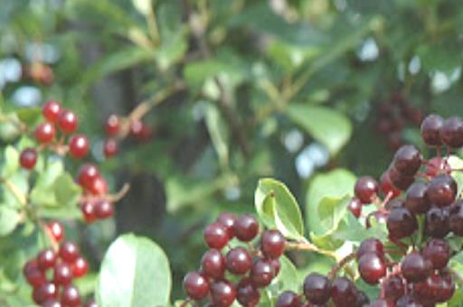 The Montana Mothman by Parris Ja Young on Time on the Planet Stories