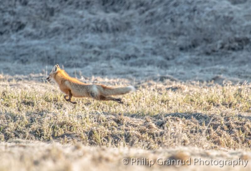 Philip Granrud photograph of a running fox in  the Montana wild.