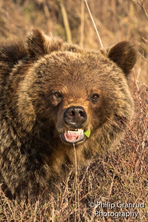 Photograph of a bear with grass in its teeth looking into the camera