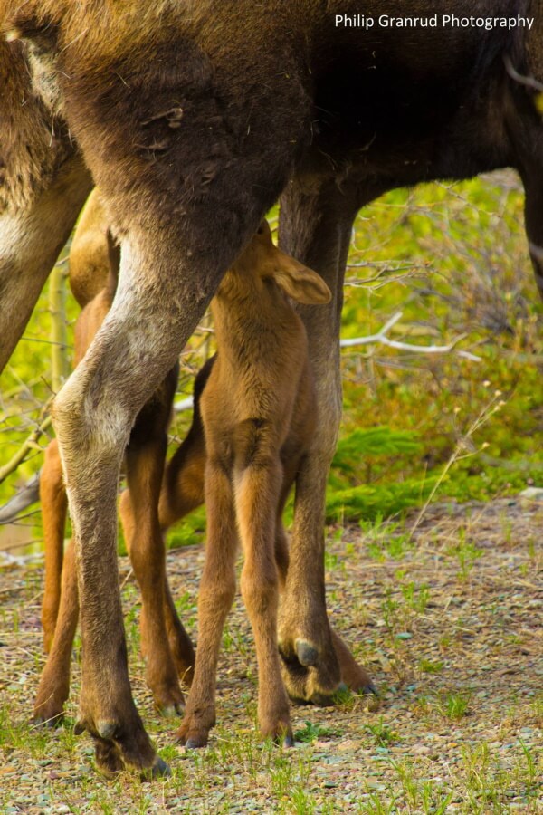 Philip Granrud photo of moose calfs feeding -- all legs.