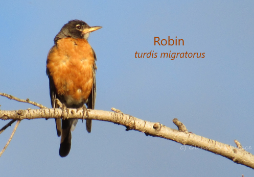 Common Robin goes up against a Montana Silkmoth in a story on Time on the Planet