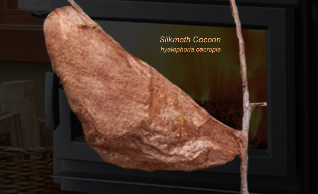 The Montana Silkmoth cocoon featured as a story on Time on the Planet